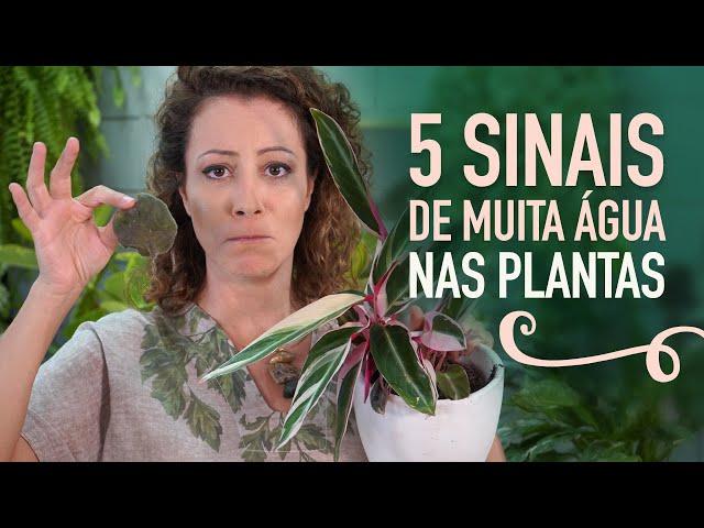 COMO REGAR as PLANTAS SEM ERRAR: manual da REGA PERFEITA