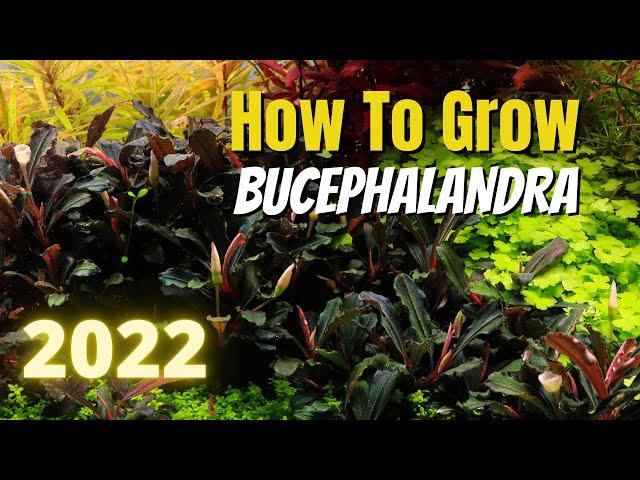 How to Grow Bucephalandra in 2022!