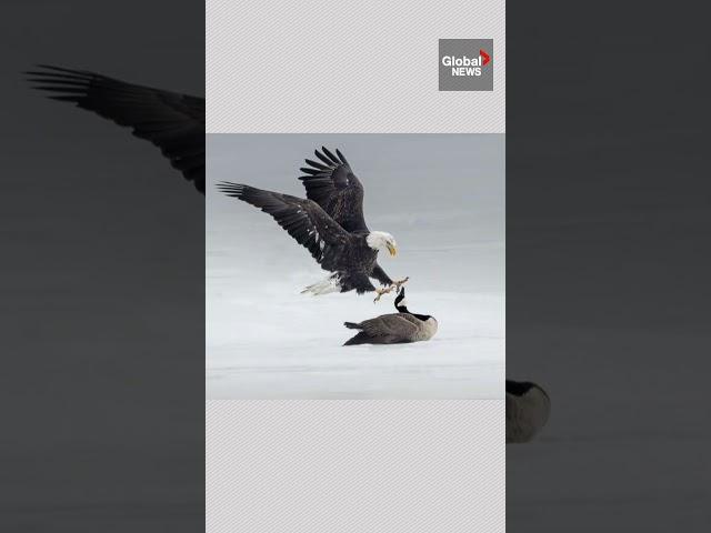 Photographer captures intense standoff between Canada goose and bald eagle
