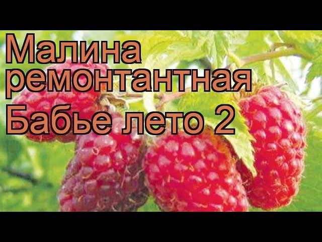 Малина ремонтантная Бабье лето 2 (babie leto)  обзор: как сажать, саженцы малины Бабье лето 2