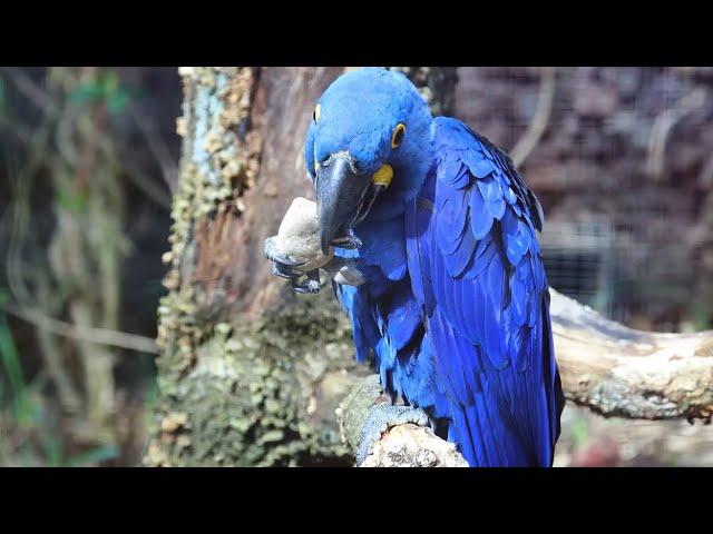 The Hyacinth Macaw: Nature’s Blue Gem