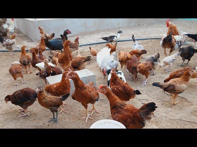 desi murgi palan || golden misri hen farming || sonali misri murgi