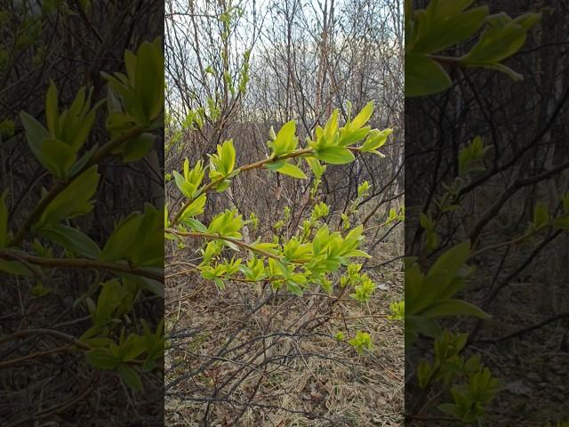 Слава Богу за всё #russia #веснакамчатки#природакамчатки#елизовоцерковь #православие#travel#roblox