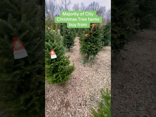 How much $$$ can Owning a Christmas Tree Farm make you?