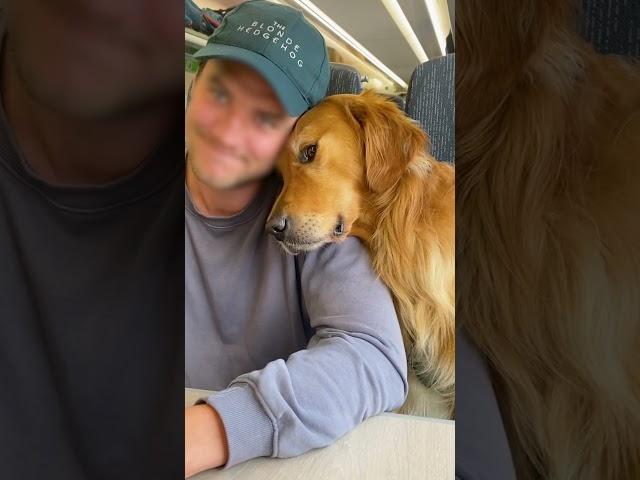 Dog Insists On Saying Hi To Everyone On His Train Rides | The Dodo  #thedodoanimals #dodoanimals