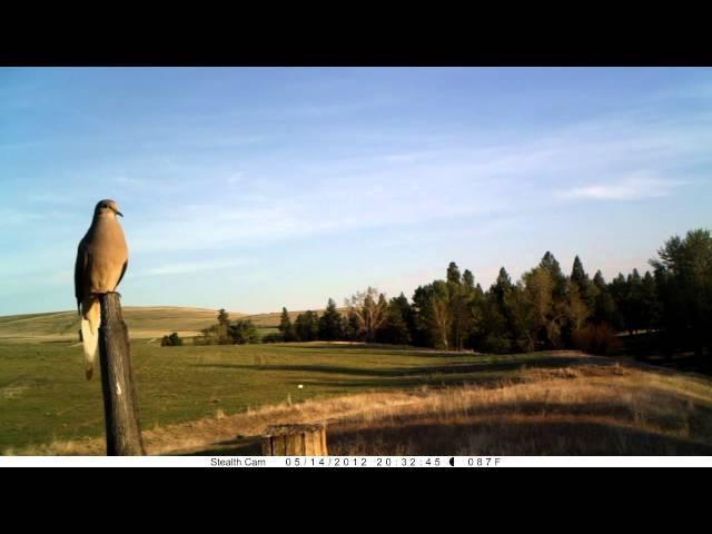 MPG Ranch: Mourning Dove singing