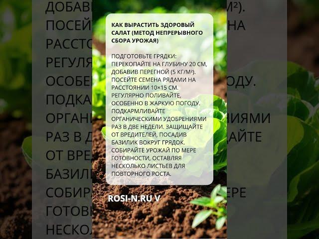 Как вырастить здоровый салат (метод непрерывного сбора урожая)