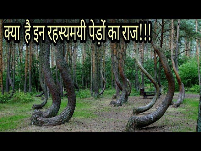 दुनिया की नजर से दूर है ये जंगल...। Crooked forest। crooked forest poland mystery। mysterious jungle