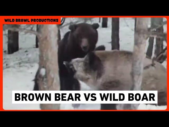 Rare footage of fight between ussuri brown bear and ussuri wild boar