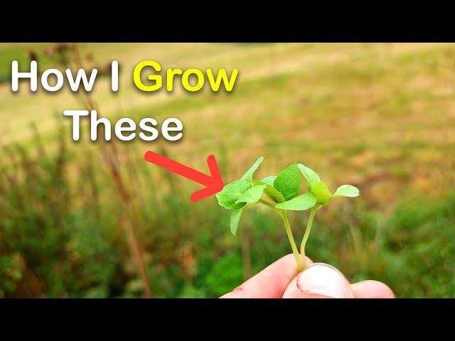 This Is How I Grow Microgreens For An Entire Country!!!