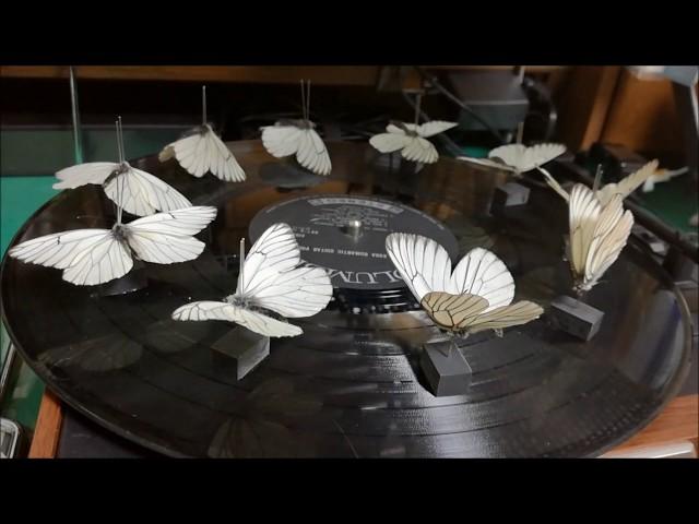 3Dゾートロープ（エゾシロチョウ）Butterfly specimens flying under strobe light (3D zoetrope)