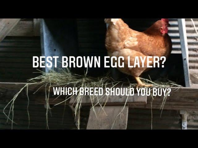 Best Brown Egg Layer? Definitely the Red Star! (aka ISA Brown,Red Sex Link) Here’s why…