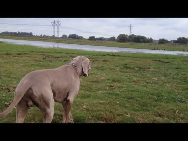 Weimaraner sneak attack