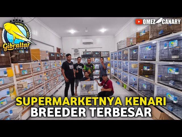 LUAR BIASA PANEN 160 EKOR YORKSHIRE‼️REVIEW PETERNAKAN GIBRALTAR AVIARY 2023 KLATEN