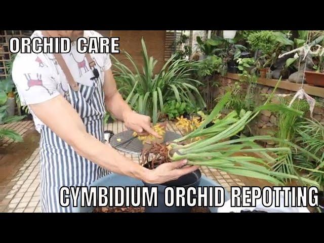 Complete Cymbidium Orchid Repotting. step by step guide