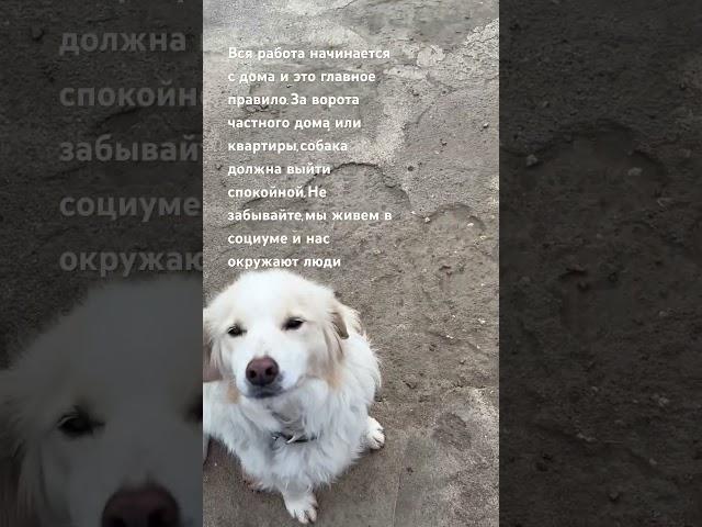 Наши правила #зоопсихолог #питомцы #добротут #собакадругчеловека #приют_для_собак