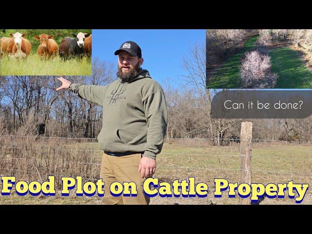 Cattle vs Food Plot | KOAM Outdoors Food Plots