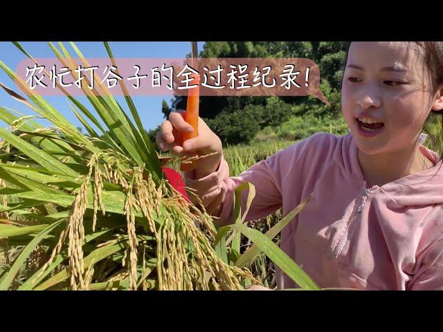 The life of QiErWa: It's the time to harvest rice! Let me show you the whole process of harvesting!