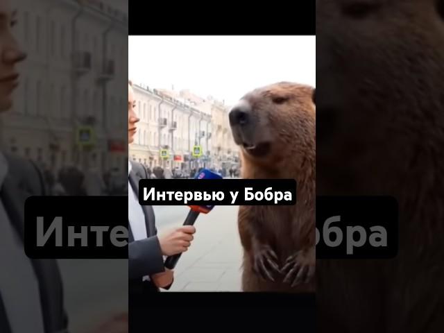 Интервью Бобра
