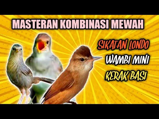 Masteran Mewah Kombinasi Sikatan Londo Wambi Mini Kerak Basi