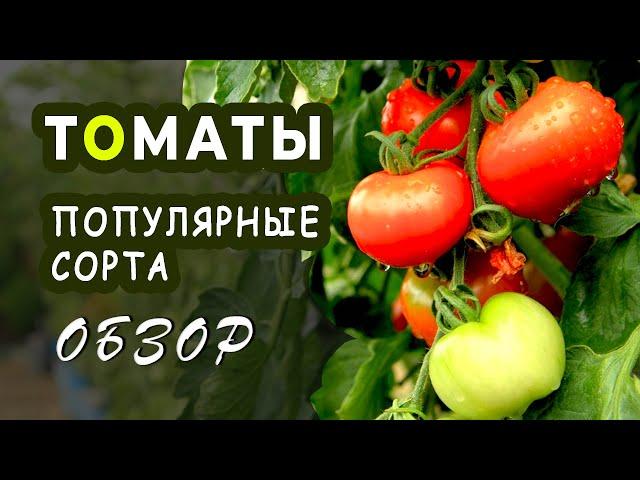 Популярные сорта томатов. Обзор сортов. Особенности и характеристики