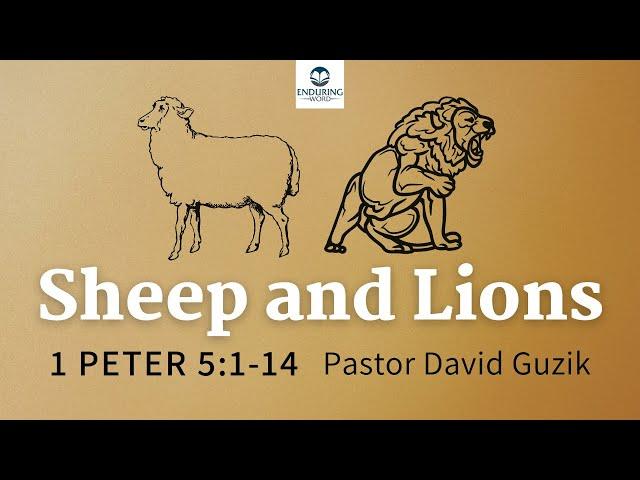 Sheep and Lions - 1 Peter 5:1-14