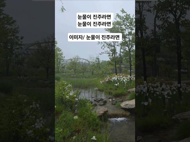눈물이 진주라면  #이미자 #눈물이진주라면 #트로트여왕 #목소리미인 #천상의목소리 #옛노래