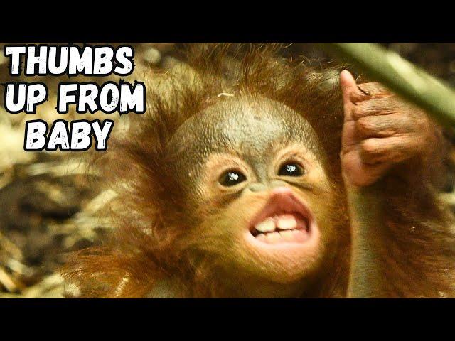 Baby Orangutan Gives Me A Thumbs Up! Amazing