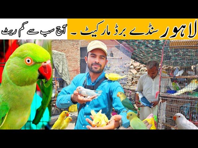 Lahore sunday birds market New update price 2-6-2024 #lahorientertainmentchannel