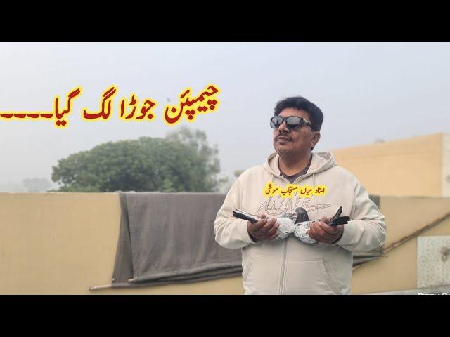 New Pair "Chapmion Kabootar" | Ustad Mian Mustajab Moshi