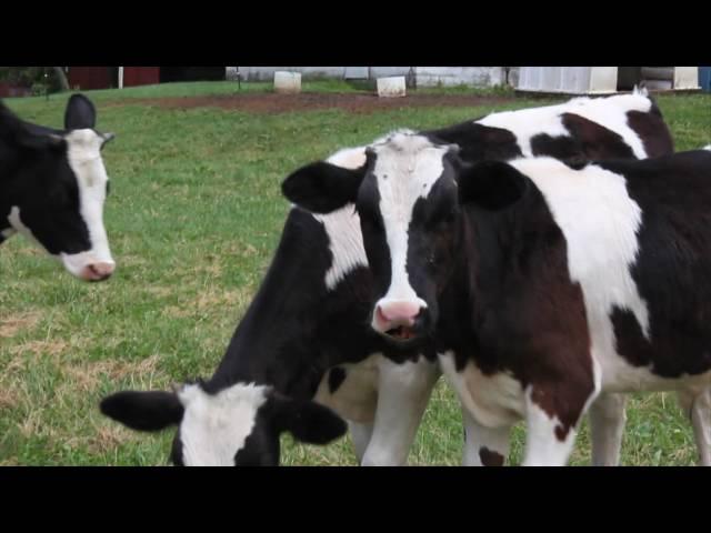 Ruggles Singing Animals - Smith Dairy