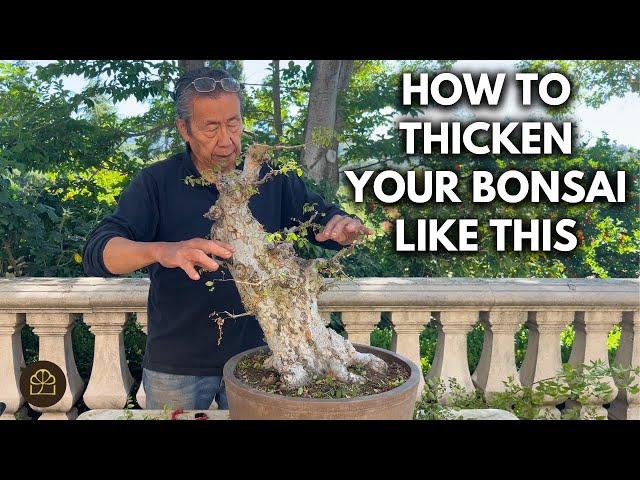 Transforming an Old Chinese Elm Stump into a Respectable Bonsai