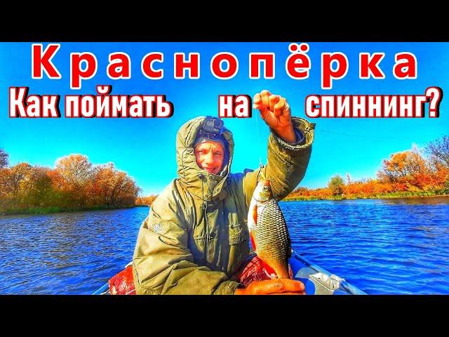 КРАСНОПЁРКА/ЛОВЛЯ КРАСНОПЁРКИ НА МИКРОДЖИГ НА ВОЛГЕ/Полная инструкция + советы!