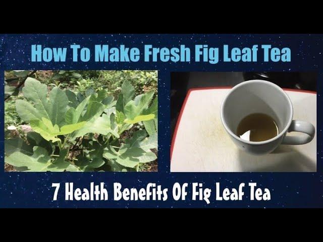 How To Make Fresh Fig Leaf Tea.  7 Health Benefits Of Fig Leaf Tea