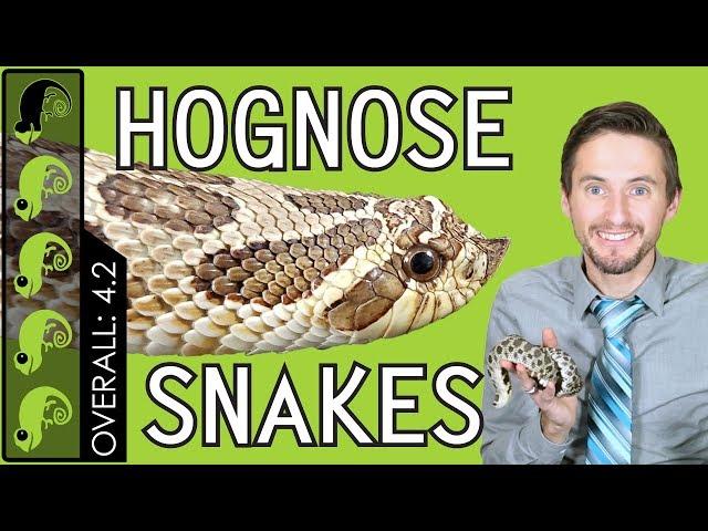 Western Hognose, The Best Pet Snake?