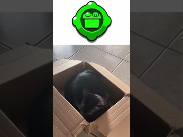 Brawl Stars Meme : Kit’s Gadget in real life  ! #shorts #brawlstars #memebrawlstars #cat