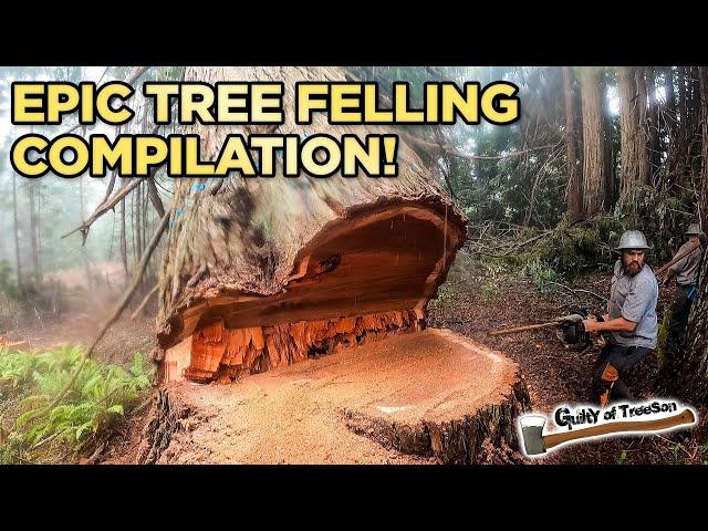 EPIC Tree Felling Compilation! TIIIMBERRR!