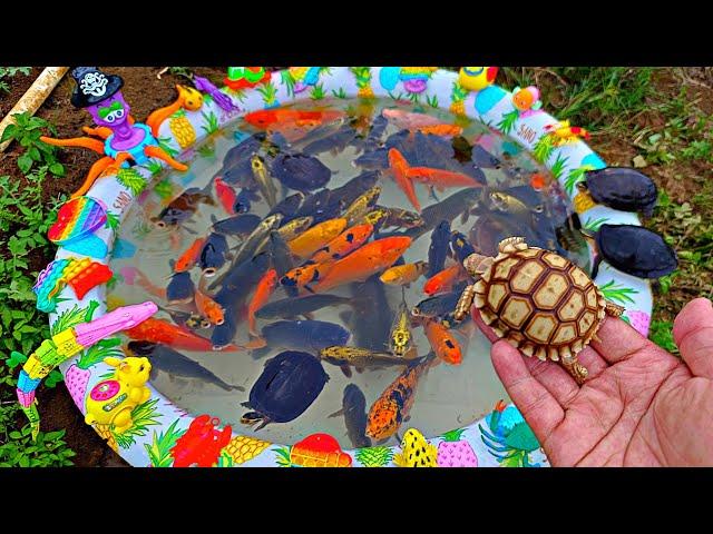 Fishing for betta fish in the pond, swimming ducks, sulcata turtles, catfish, ornamental fish