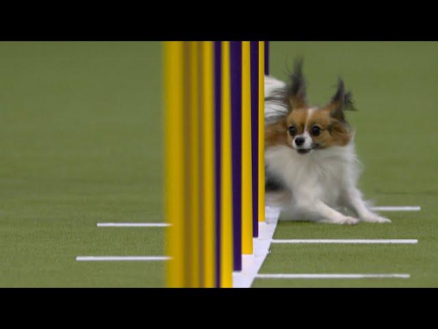 Best of 2025 Masters Agility Championships from Westminster Kennel Club | FOX Sports