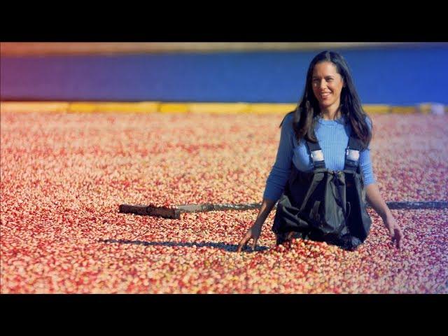 My BIGGEST Regret on My BIGGEST Video: Cranberry Harvest