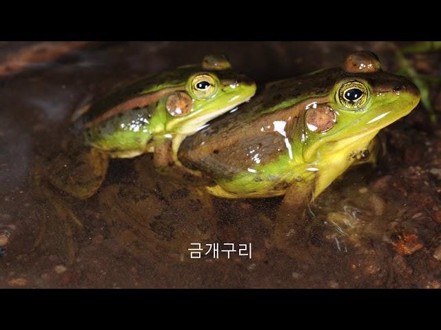 [한국 양파 세계] 한국의 개구리 성체 13종의 모습과 울음소리