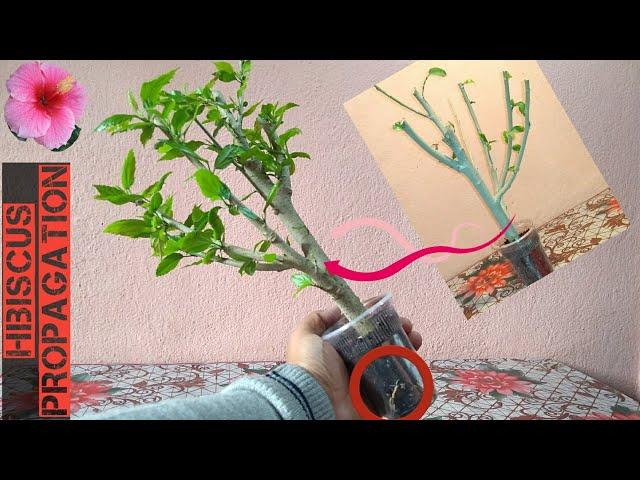 Easy Way To Grow Hibiscus From Cutting || Grow Hibiscus In Water.