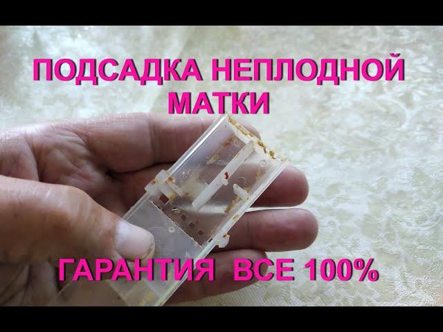 ПОДСАДКА НЕПЛОДНОЙ МАТКИ!!! КАК ПОДСАДИТЬ С ГАРАНТИЕЙ НА 100% !!!