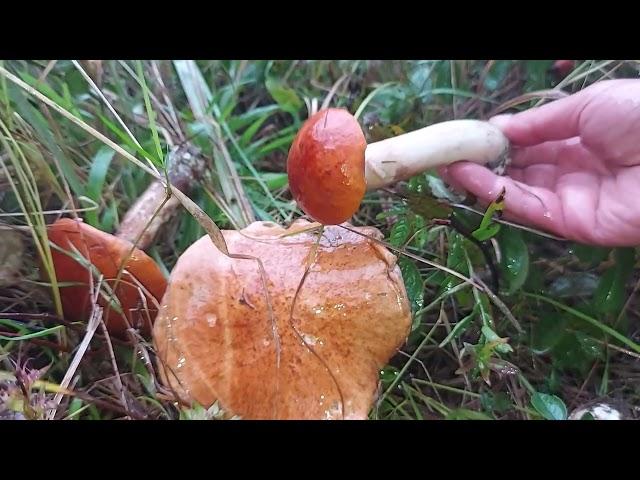 Leccinum aurantiacum - hribi de plopi