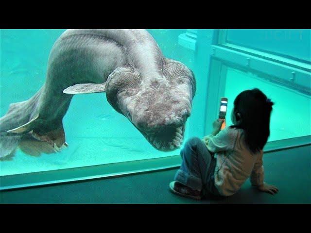 15 Ancient Creatures That Are Still Alive