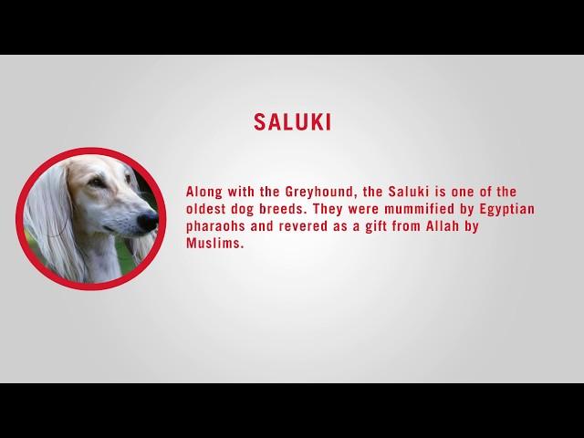 Top 5 Fastest Dogs | Royal Canin Philippines