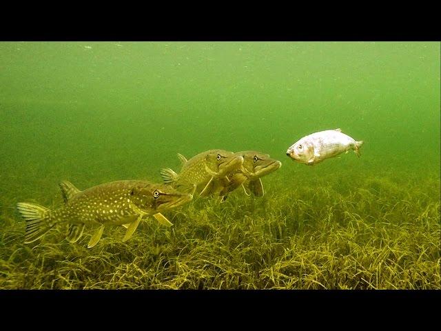 Underwater experiment: Will Pike eat zombie fish? Attacks on Zombait - robot fishing lure.