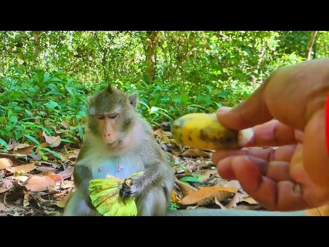 Lovely pregnancy Anna really gladly having food, Visited Anna's family monkey