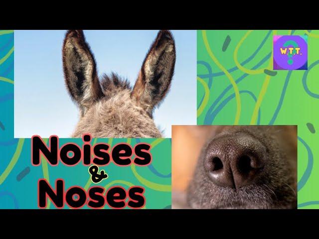 Game! Do you know these animal noses and noises?