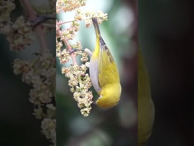 Burung pleci bersuara lantang